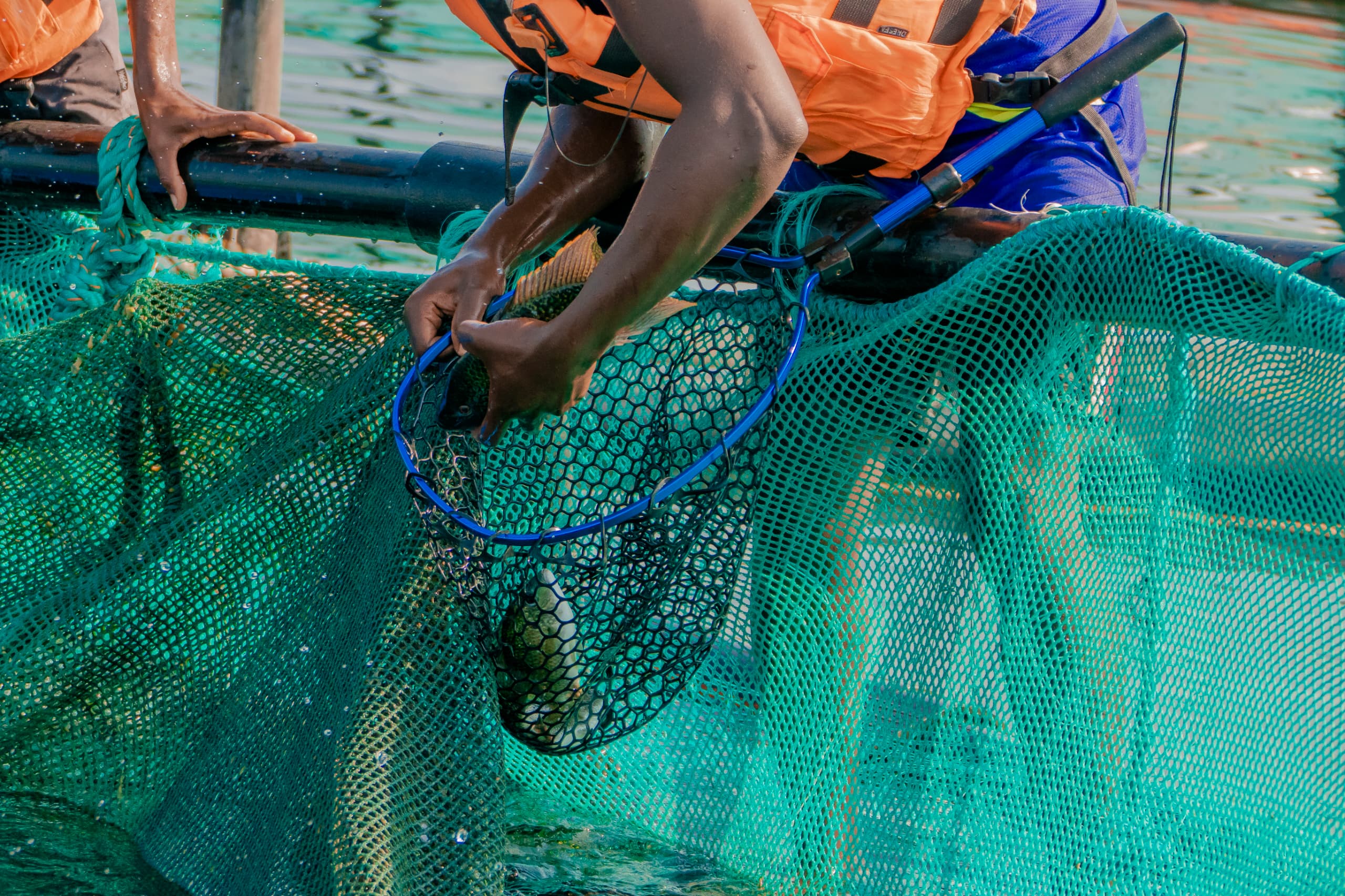 Alimentation des poissons