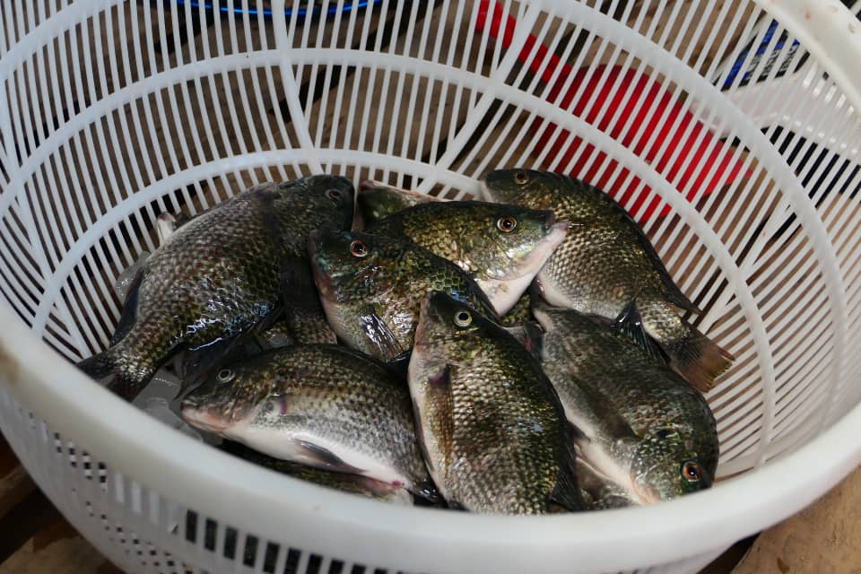 Récolte du tilapia